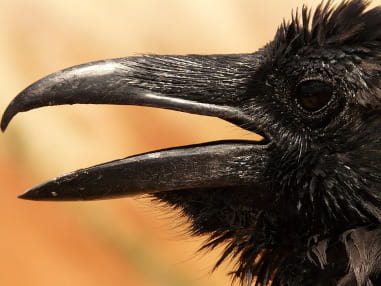 A close up of a black crow